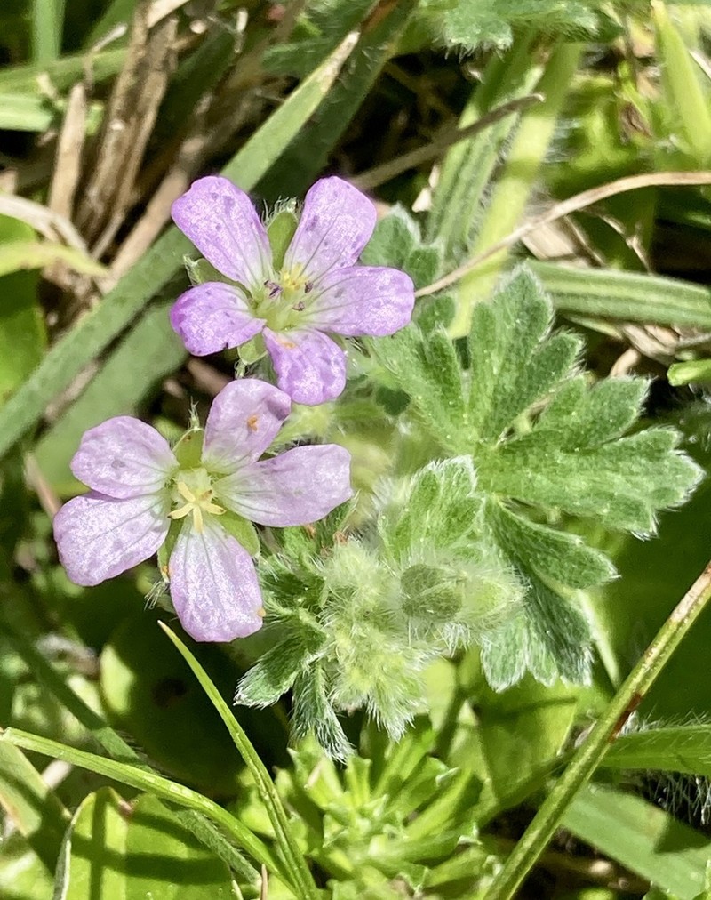 Geranium albicans photo 5