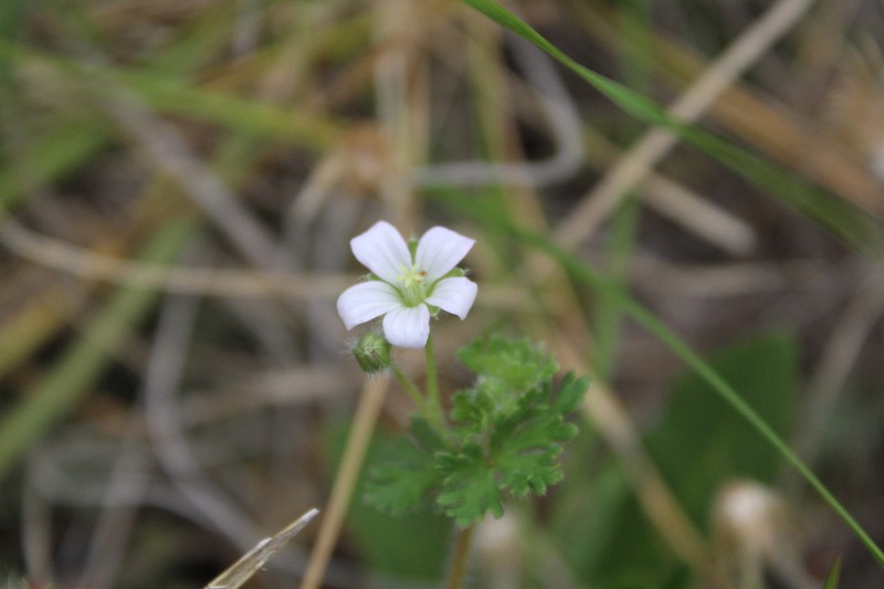 Geranium albicans photo 6