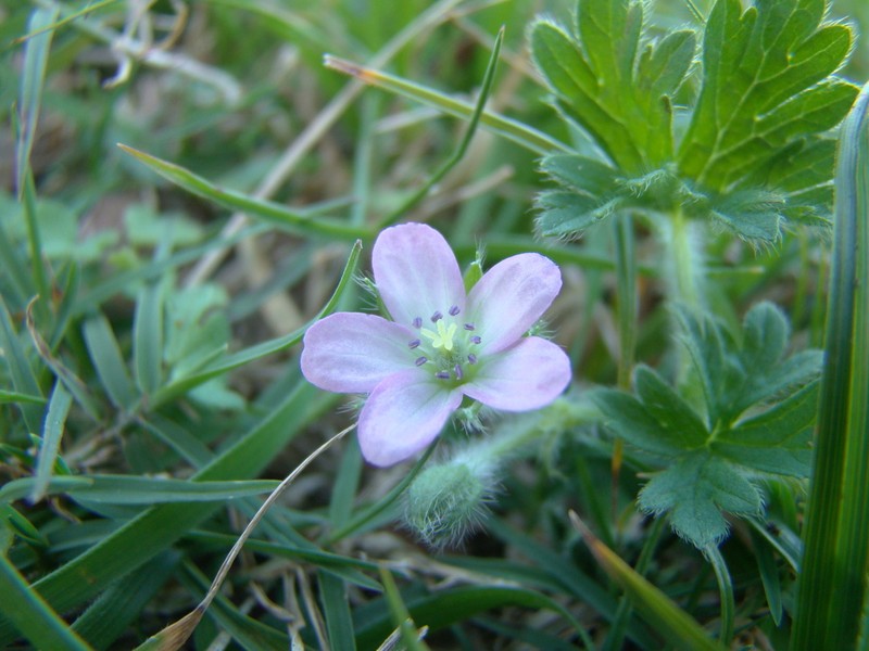 Geranium albicans photo 7