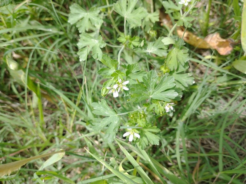 Geranium albicans photo 8