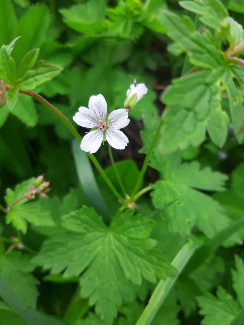 Geranium albiflorum