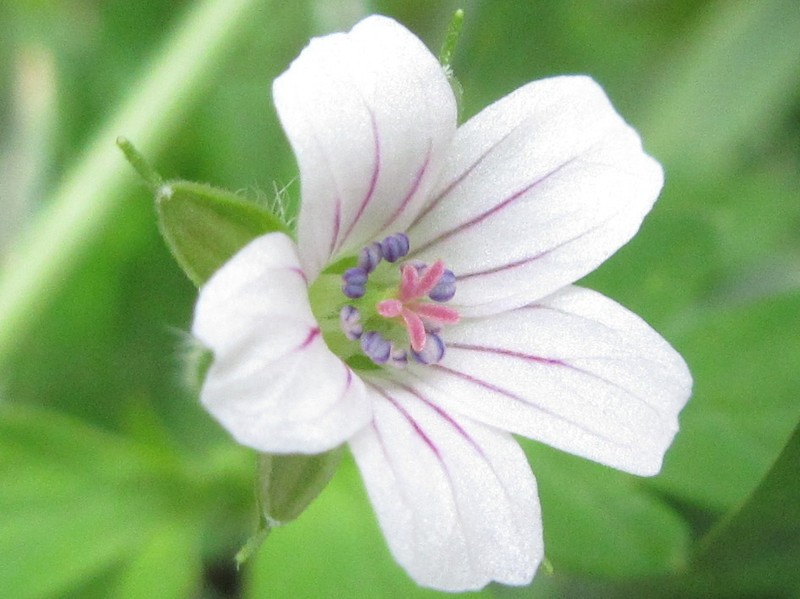 Geranium albiflorum photo 2