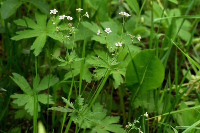 Geranium albiflorum photo 3