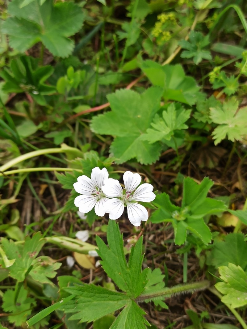 Geranium albiflorum photo 4