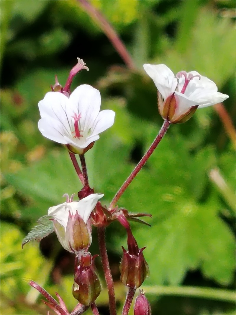 Geranium albiflorum photo 5