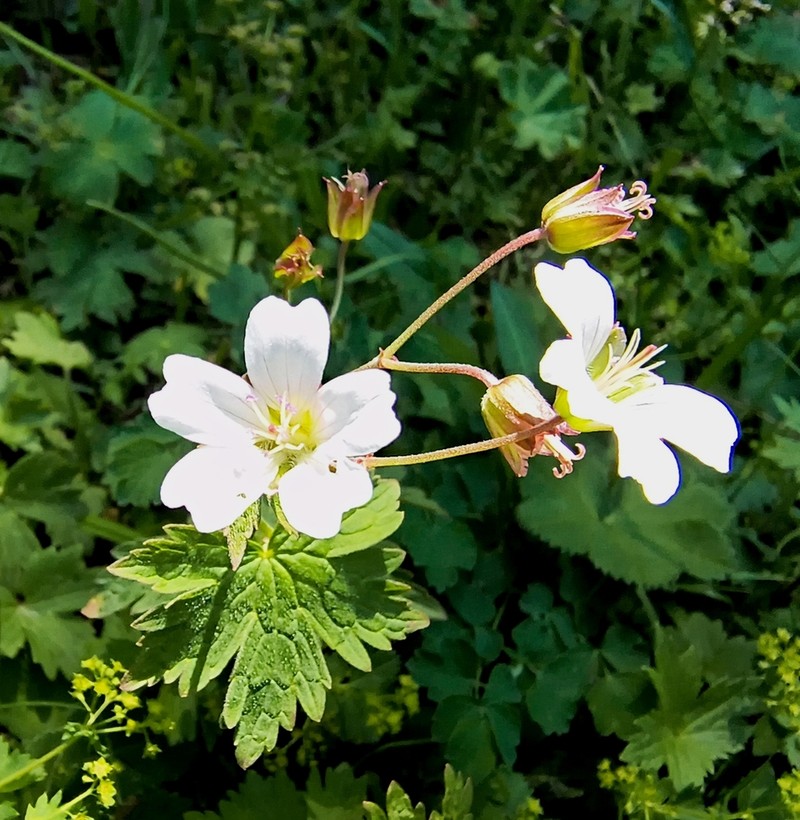 Geranium albiflorum photo 6