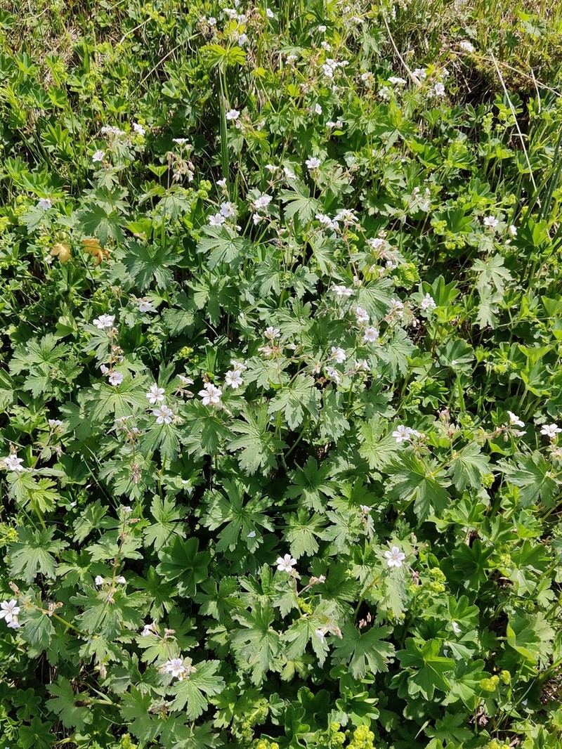 Geranium albiflorum photo 7