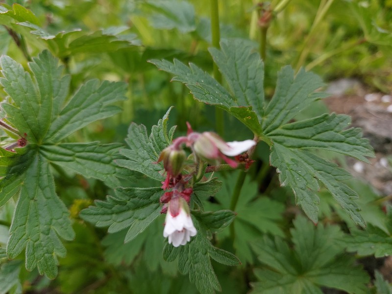 Geranium albiflorum photo 8