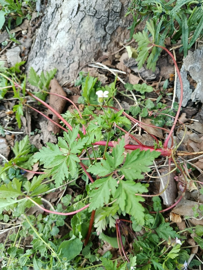 Geranium alboroseum