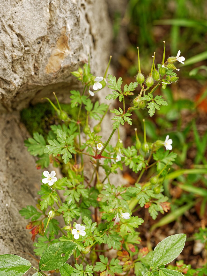 Geranium alboroseum photo 2