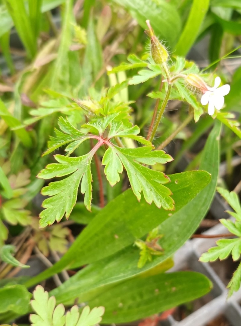 Geranium alboroseum photo 3