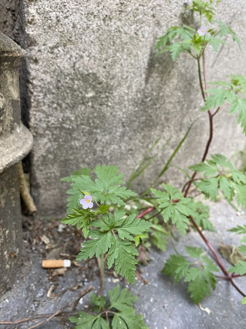 Geranium alboroseum photo 4