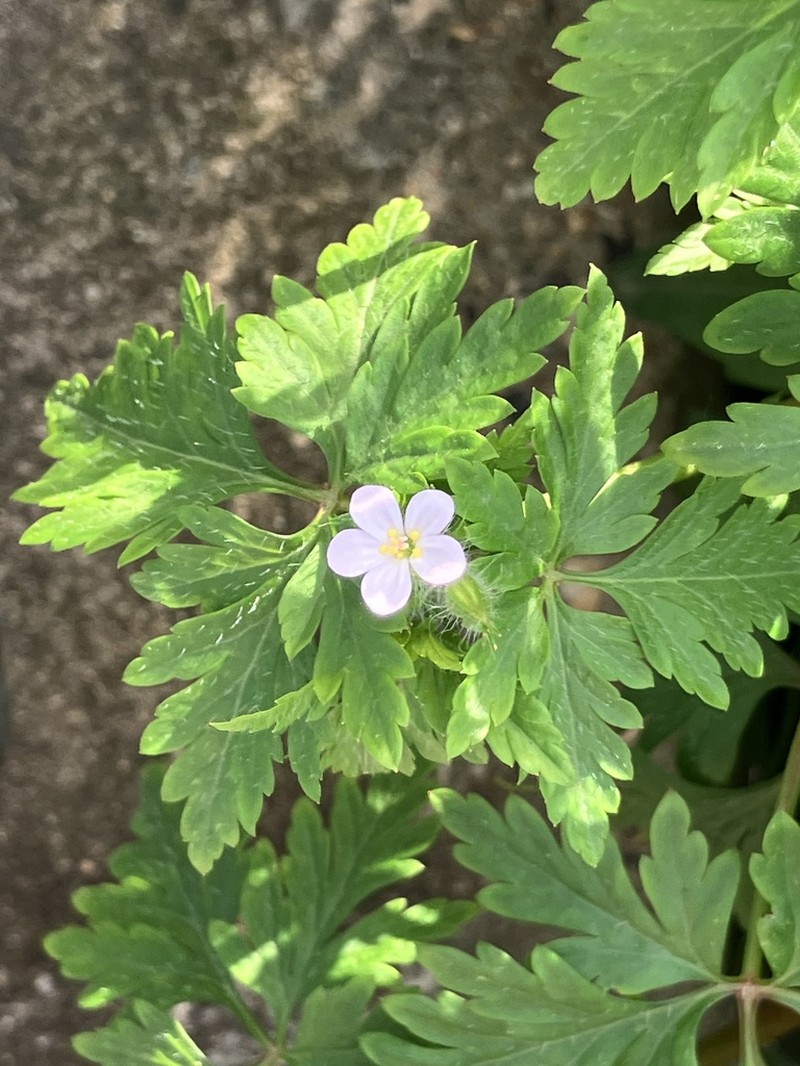 Geranium alboroseum photo 5