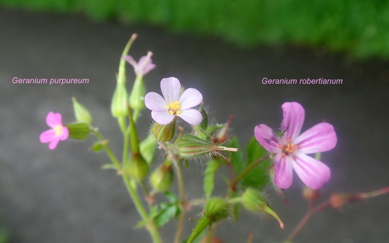 Geranium alboroseum photo 6