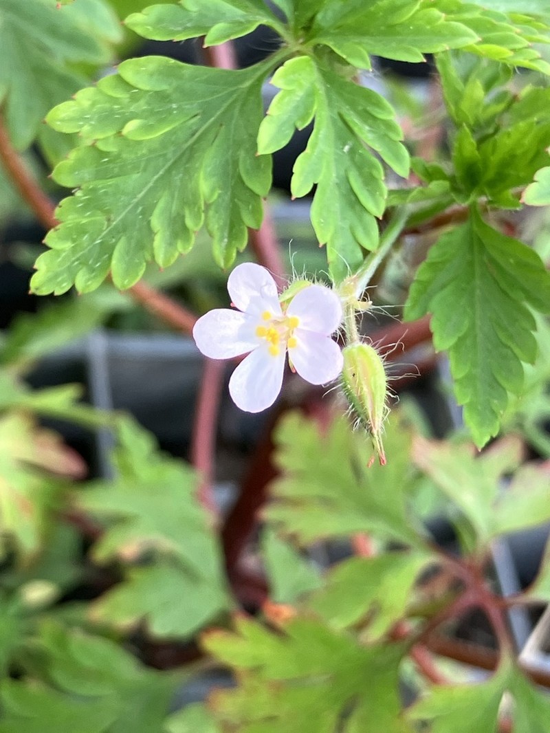 Geranium alboroseum photo 7