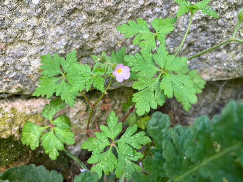 Geranium alboroseum photo 8