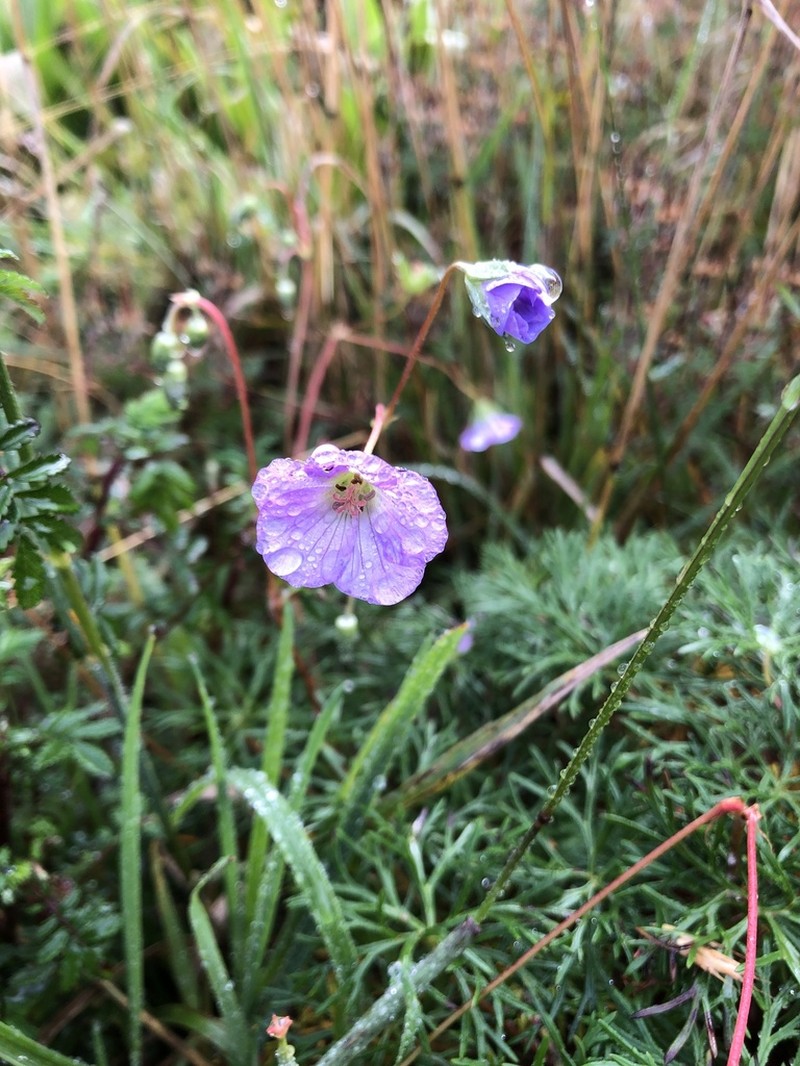 Geranium alpicola