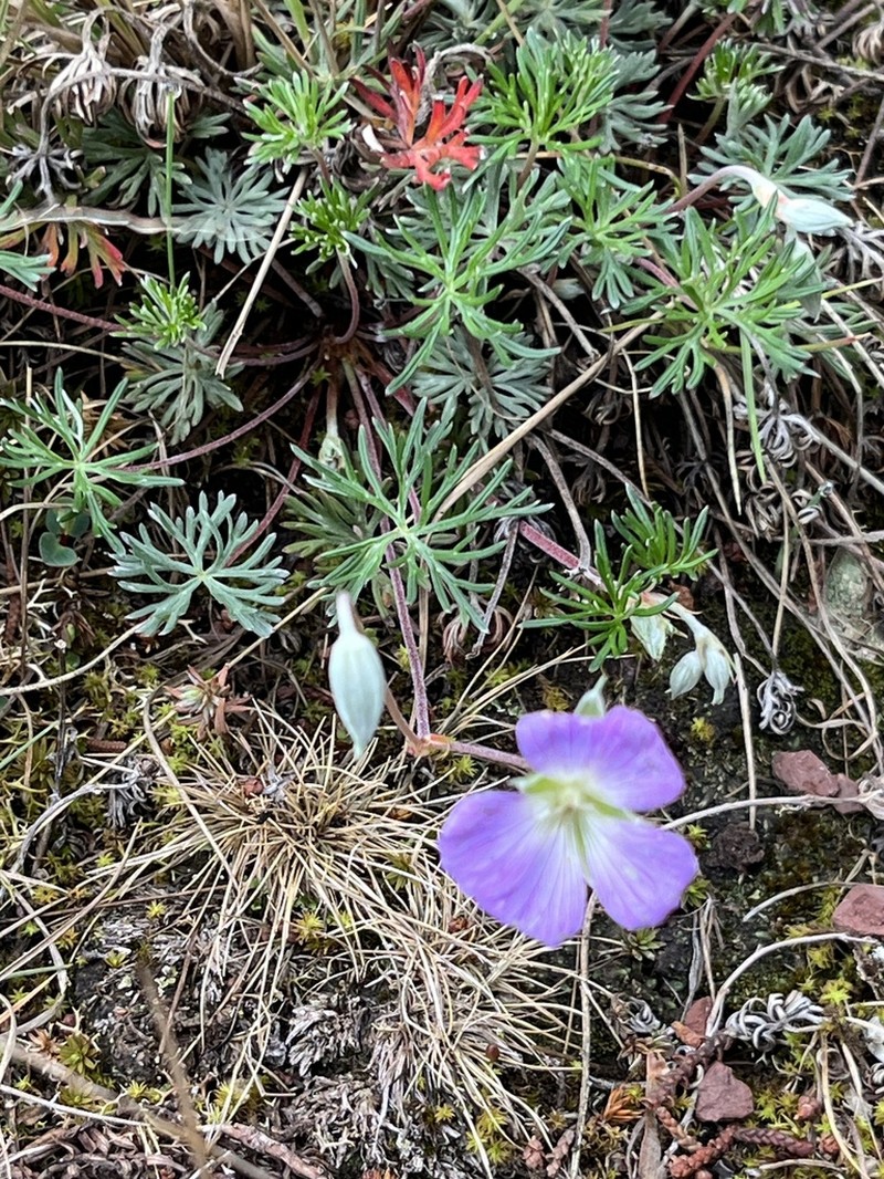 Geranium alpicola photo 2