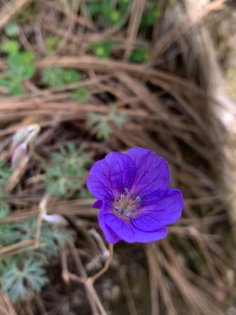 Geranium alpicola photo 3