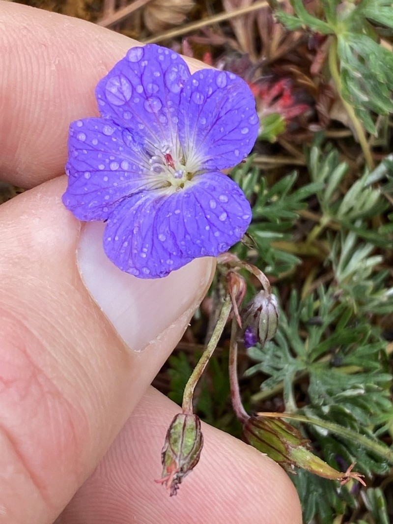 Geranium alpicola photo 4