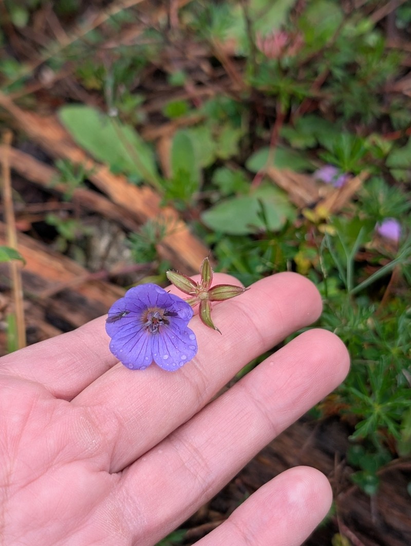 Geranium alpicola photo 5