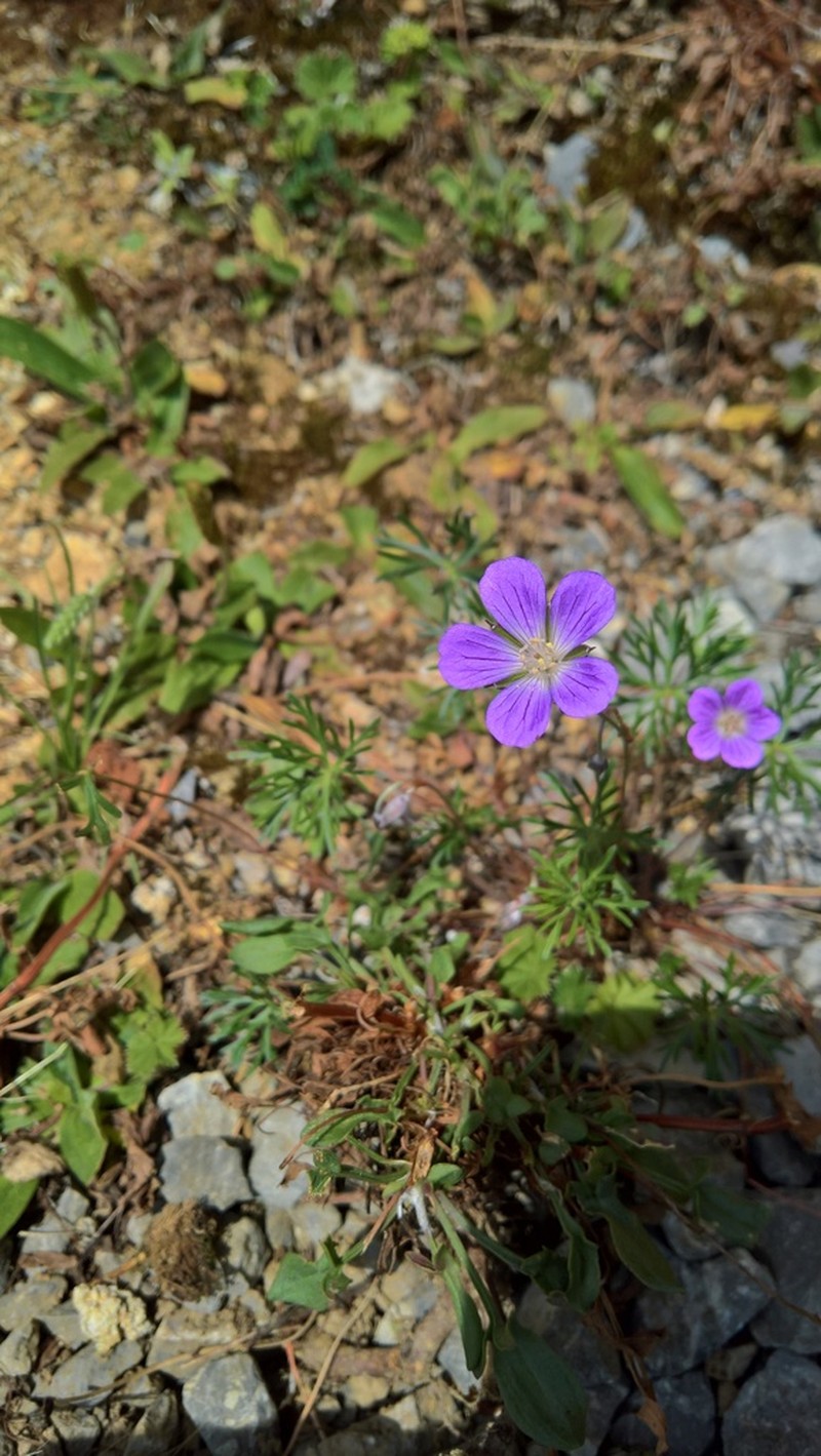 Geranium alpicola photo 6
