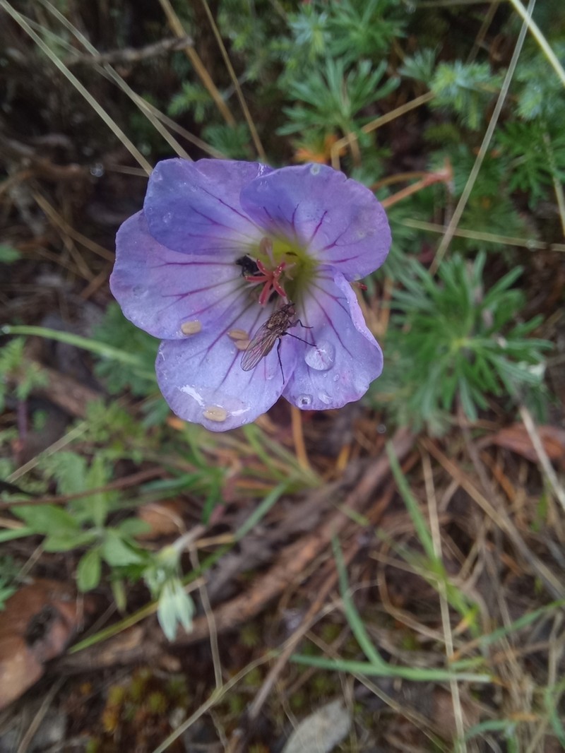 Geranium alpicola photo 7