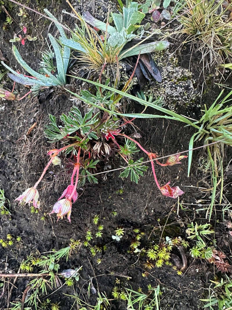 Geranium alpicola photo 8