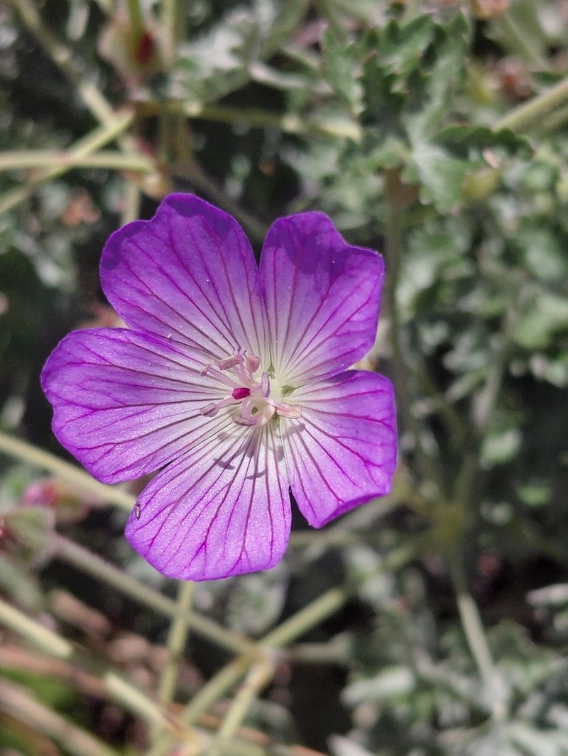 Geranium amatolicum