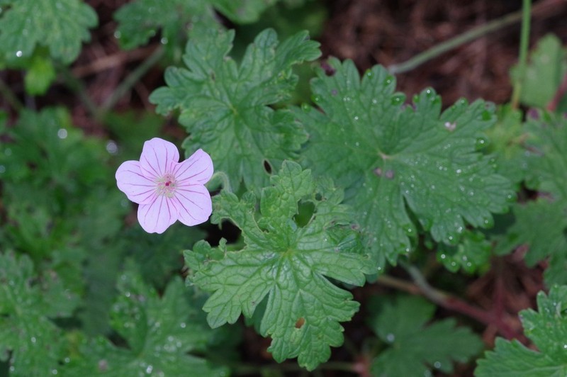 Geranium amatolicum photo 2