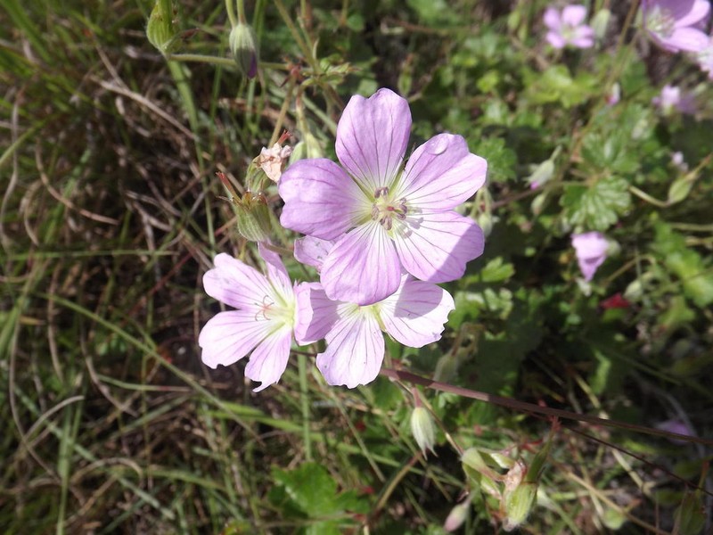 Geranium amatolicum photo 3