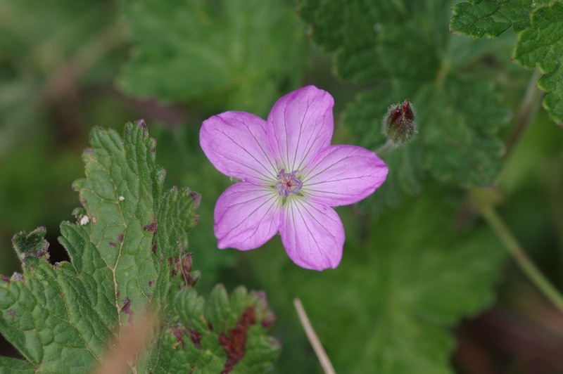 Geranium amatolicum photo 4