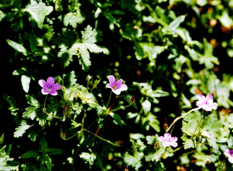Geranium amatolicum photo 5