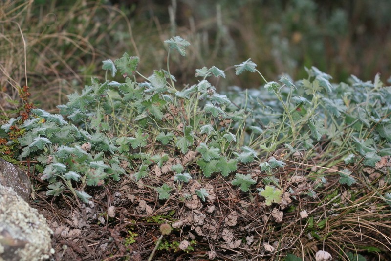 Geranium amatolicum photo 6