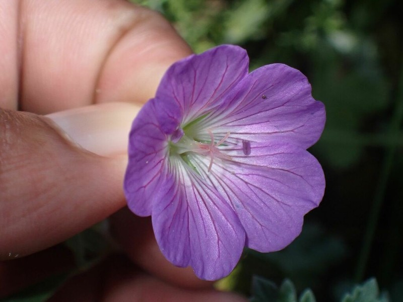 Geranium amatolicum photo 7