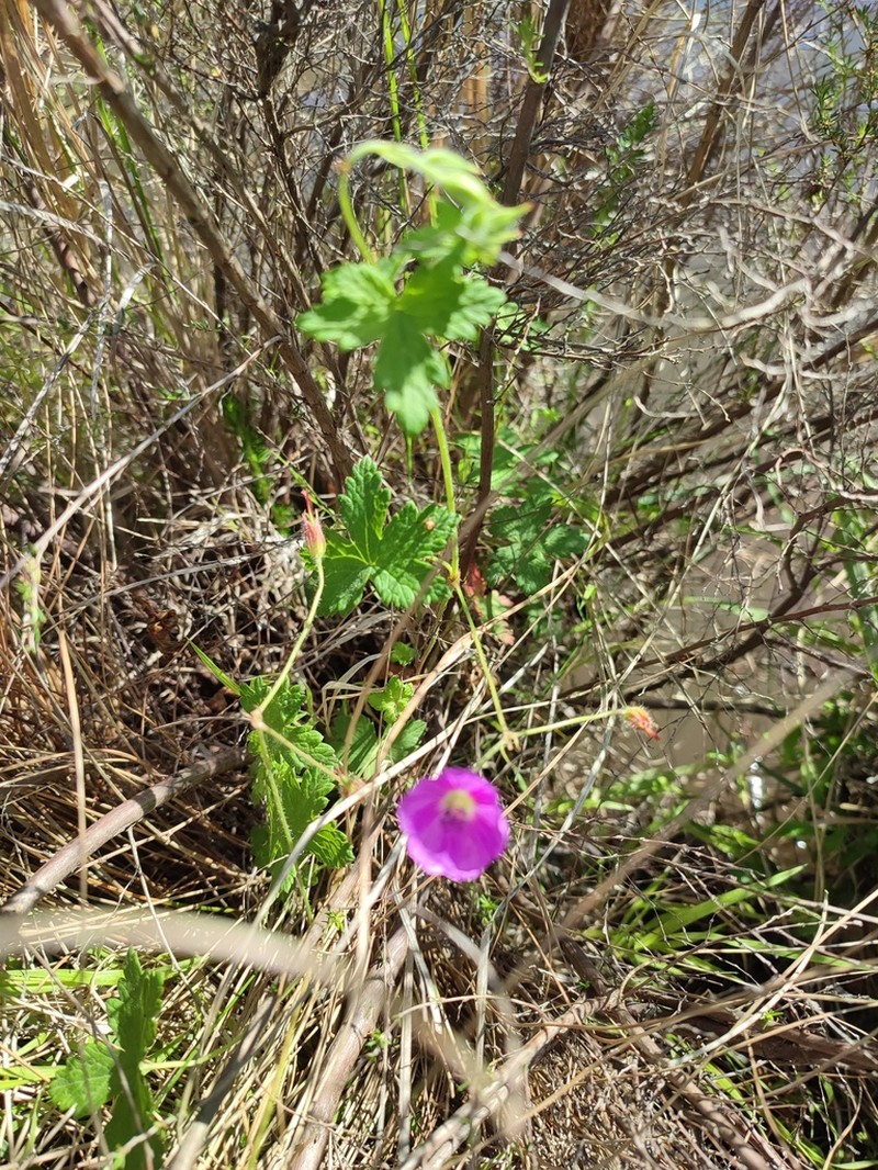 Geranium amatolicum photo 8