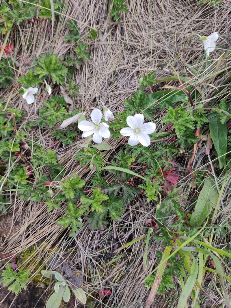 Geranium andicola