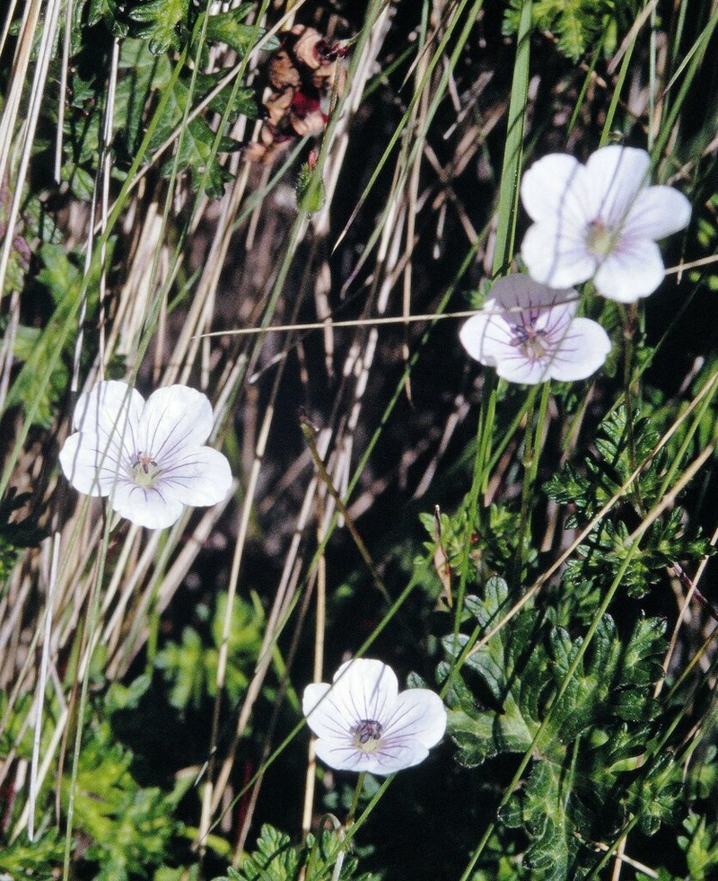 Geranium andicola photo 2