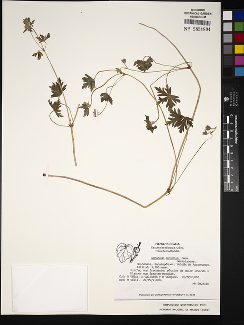 Geranium andicola photo 4