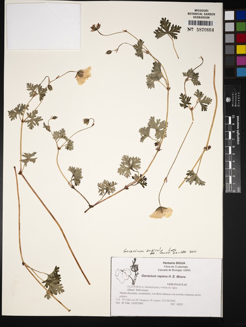 Geranium andicola photo 5