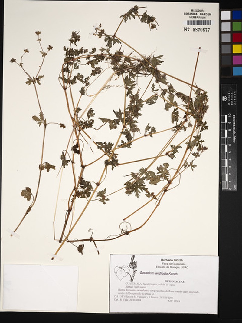 Geranium andicola photo 6