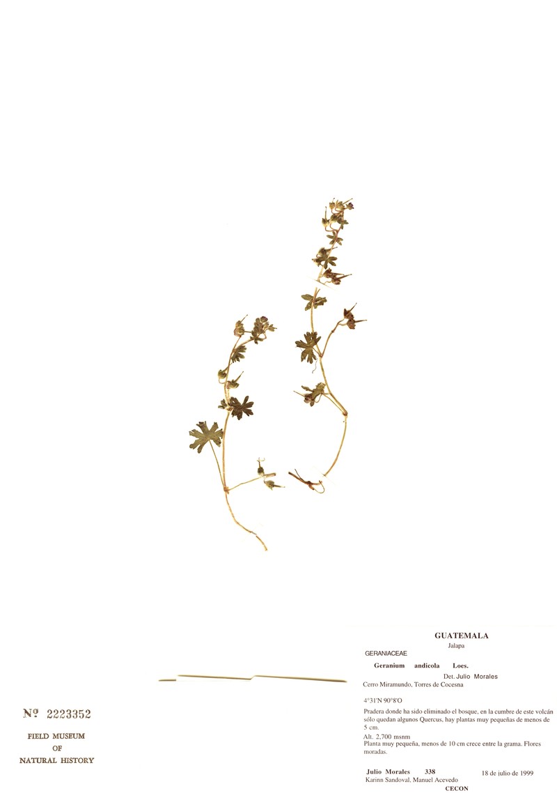 Geranium andicola photo 7