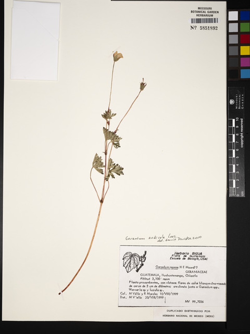 Geranium andicola photo 8