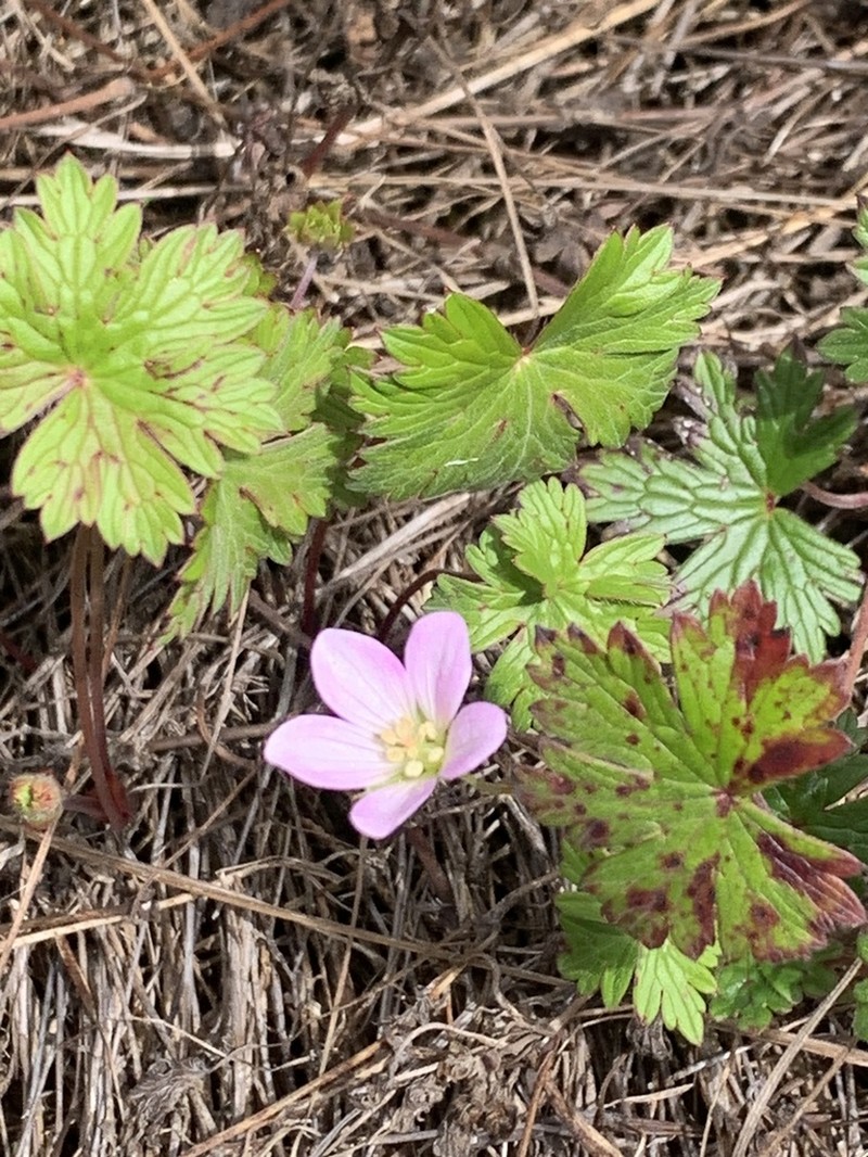 Geranium andringitrense