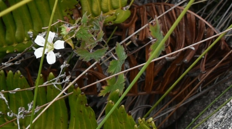 Geranium andringitrense photo 2