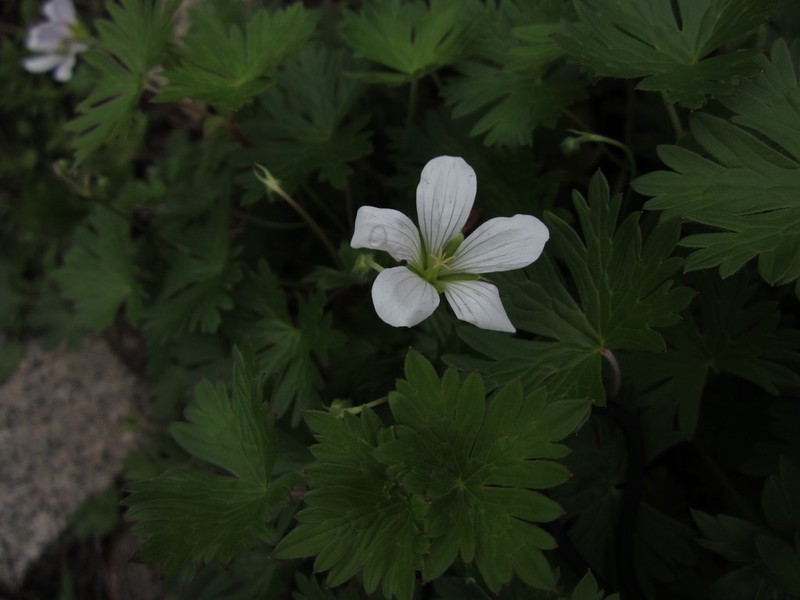Geranium andringitrense photo 3