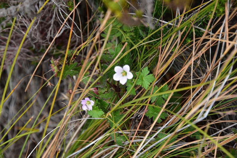 Geranium andringitrense photo 4