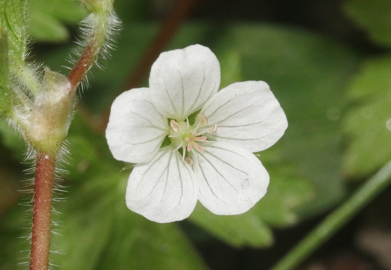 Geranium andringitrense photo 5