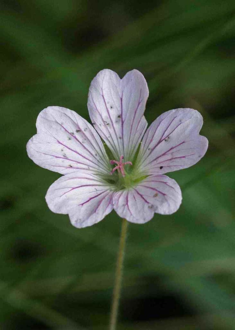 Geranium angustipetalum