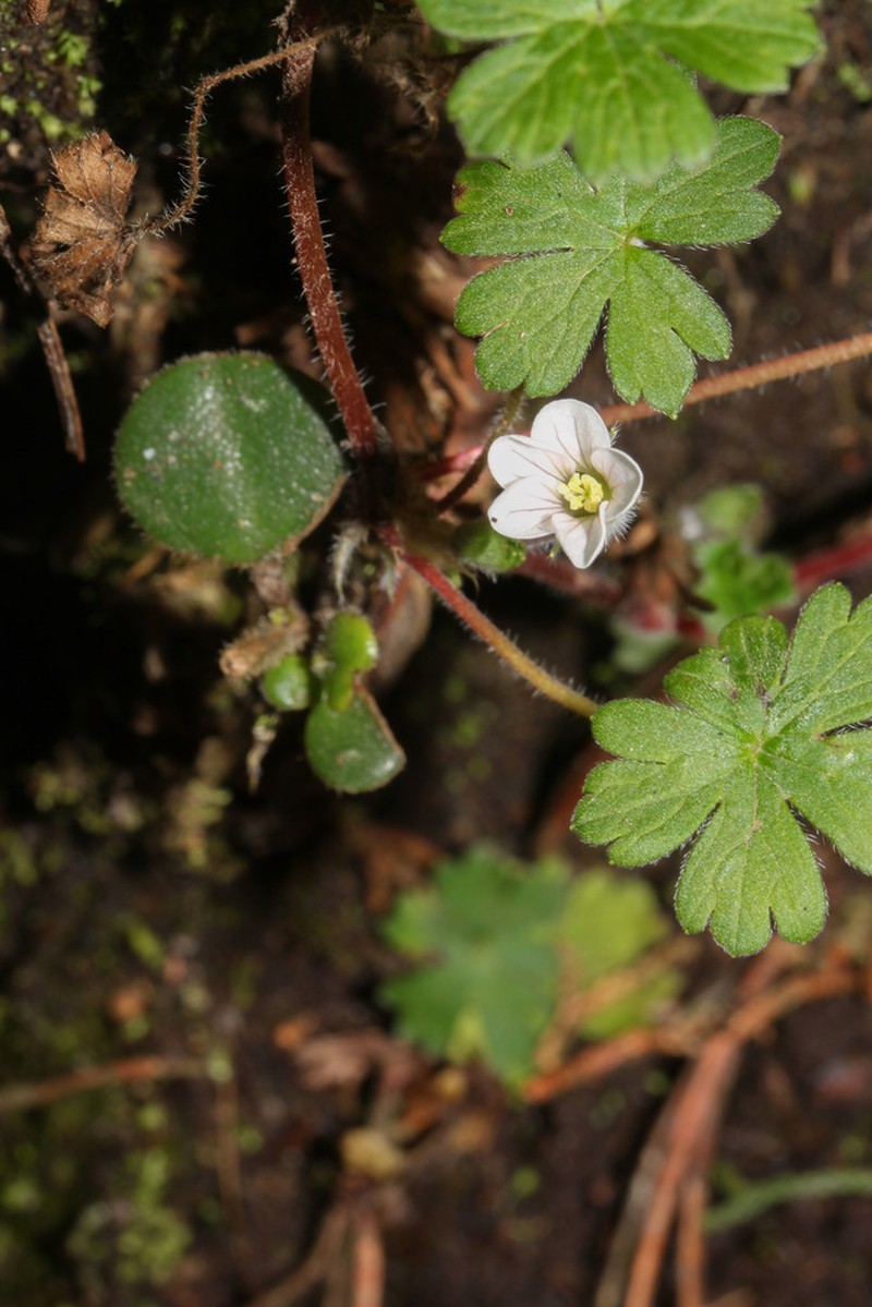 Geranium antisanae